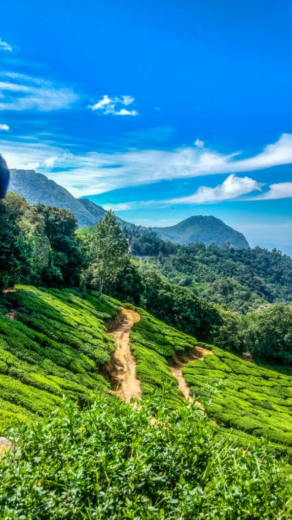 Munnar – Kerala.
