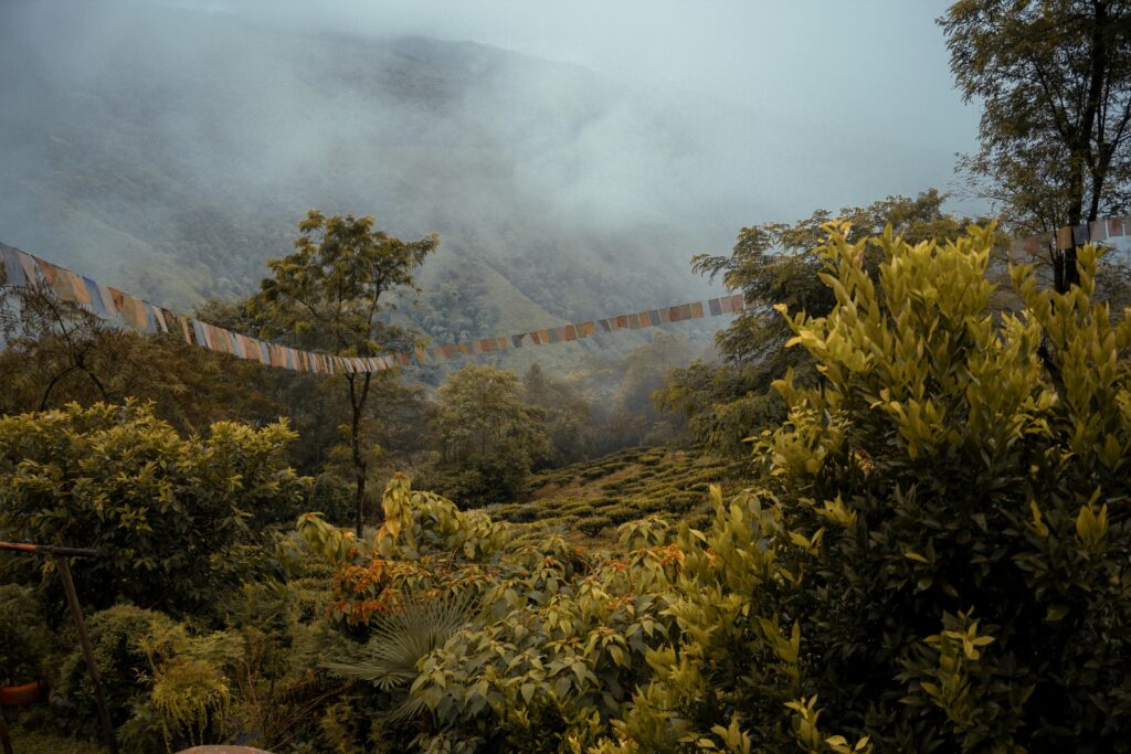 Dow Hill, Kurseong, West Bengal